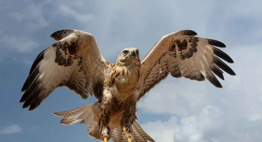 Falcon featured image